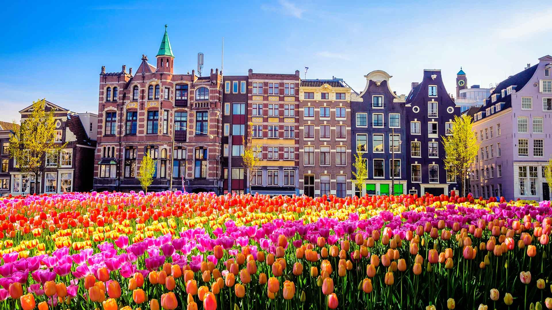 tulips